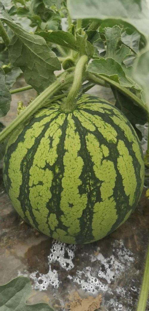 舟山吃瓜群,揭秘海鲜美食背后的故事