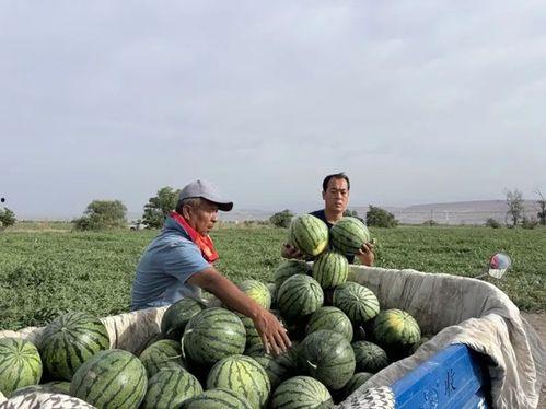海角吃瓜入口,揭秘美食背后的故事